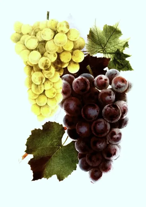 Framed Print : Grapes of the variety: 1. Moores Diamond
