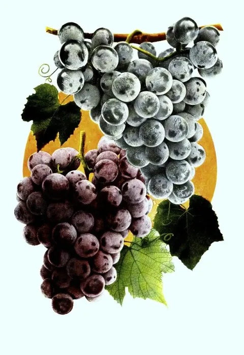 Framed Print : Grapes of the variety: 1. Moores early