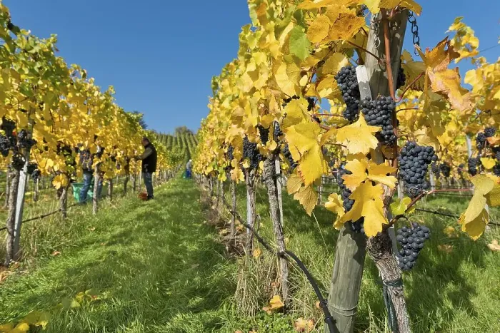 Framed Print : Grapes on the vine, grape harvest Framed Print : Grapes on the vine, grape harvest