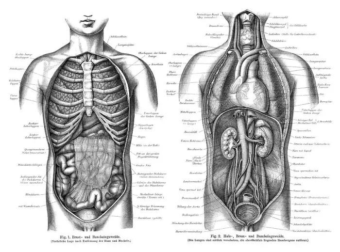Framed Print : Graphic depiction of the human intestines Framed Print : Graphic depiction of the human intestines
