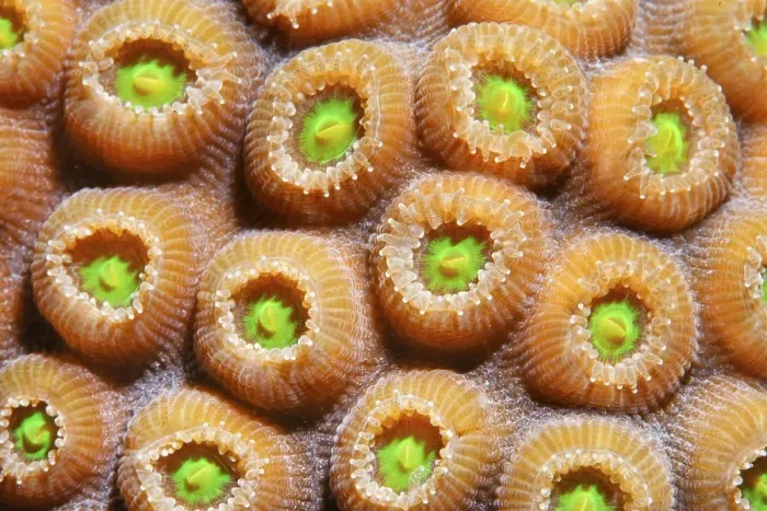 Framed Print : Graphic detail of a Favia Coral (Solanestrea sp)