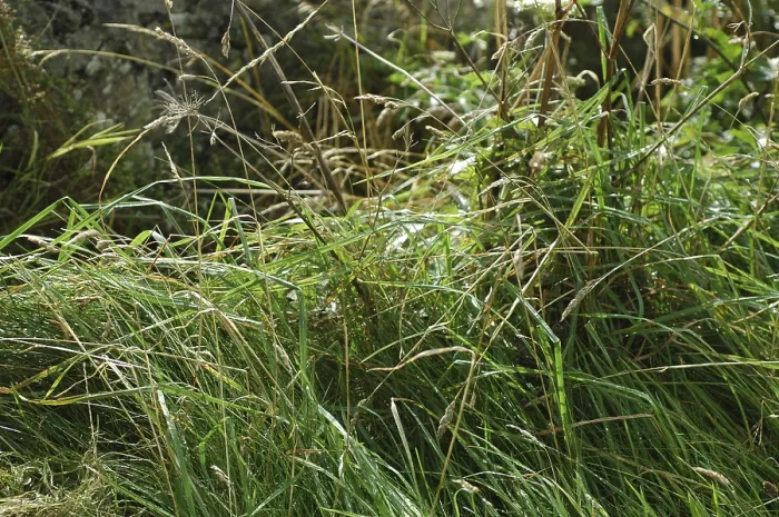Framed Print : Grass
