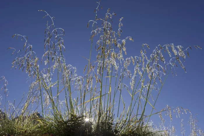 Framed Print : Grass covered with morning dew