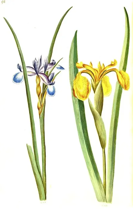 Framed Print : Grass iris, also grass-leaved flag (Iris graminea)