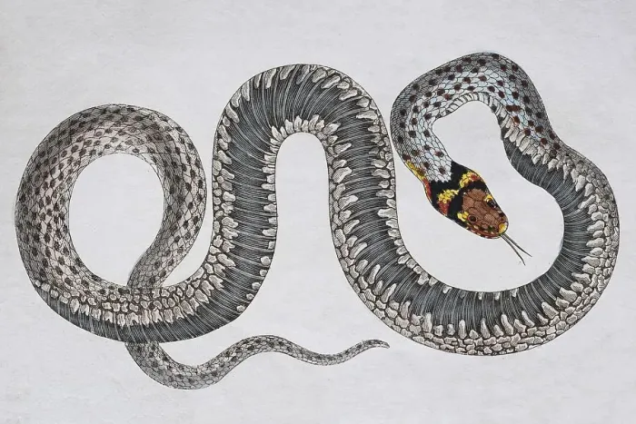 Framed Print : Grass snake (Natrix Natrix)