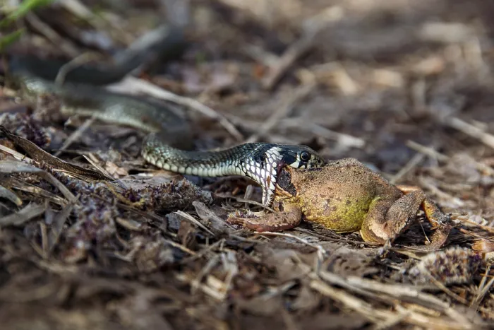 Framed Print : Grass snake (Natrix natrix)