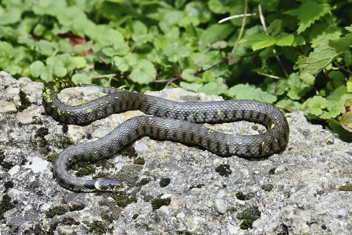 Framed Print : Grass snake (Natrix natrix), basking on stone