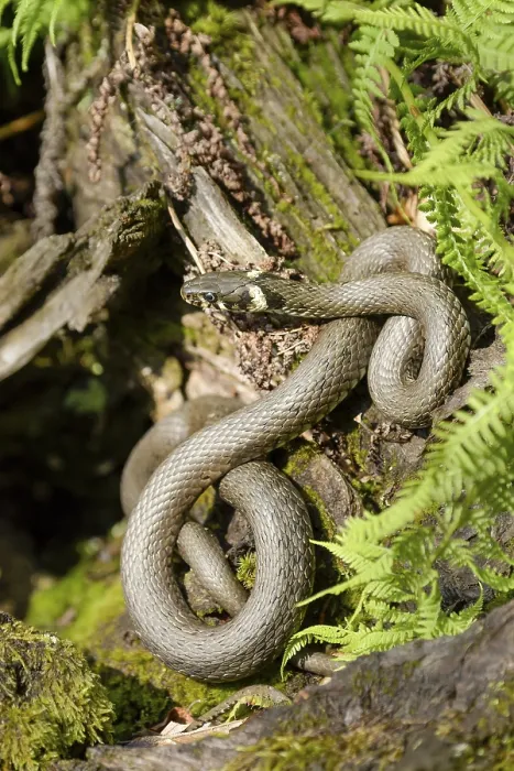 Framed Print : Grass snake (Natrix natrix), Bavarian Forest National Park Framed Print : Grass snake (Natrix natrix), Bavarian Forest National Park