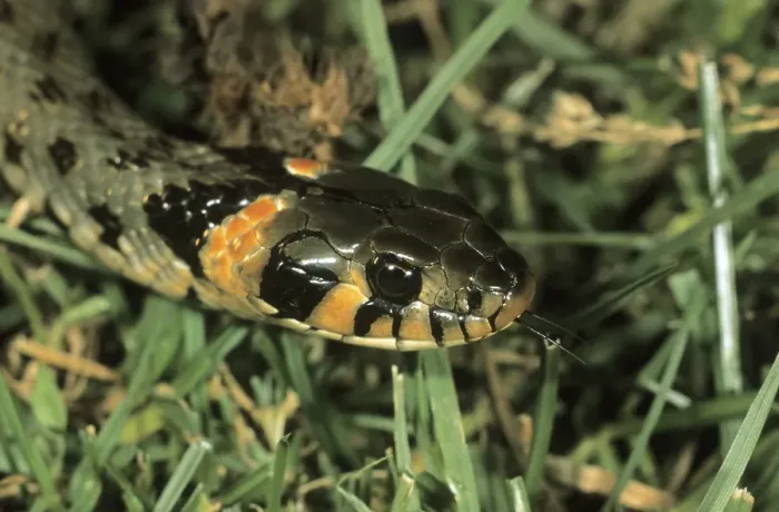 Framed Print : Grass Snake, (Natrix natrix) eastern variety with orange head spots