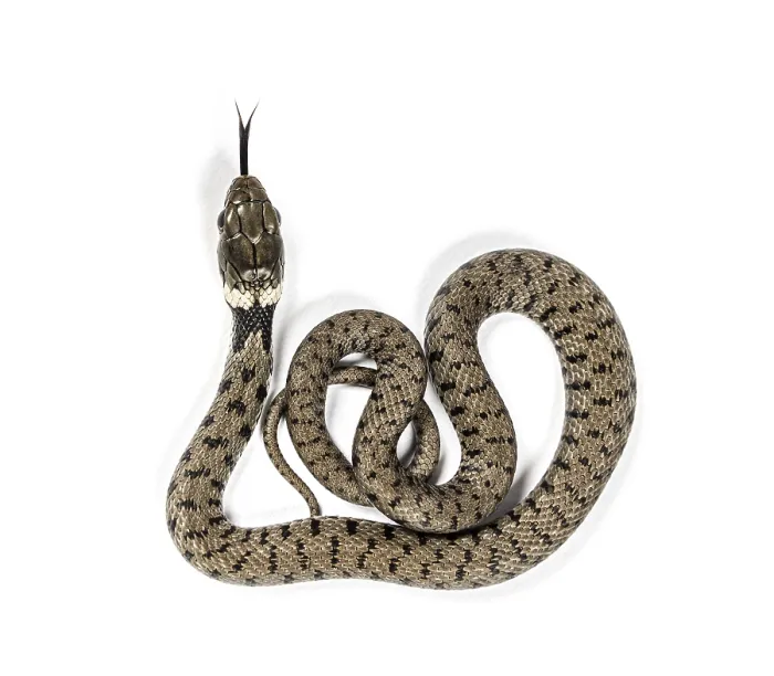 Framed Print : Grass snake, Natrix natrix, Isolated on white