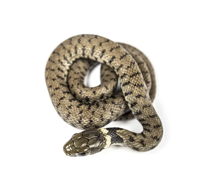 Framed Print : Grass snake, Natrix natrix, Isolated on white Framed Print : Grass snake, Natrix natrix, Isolated on white