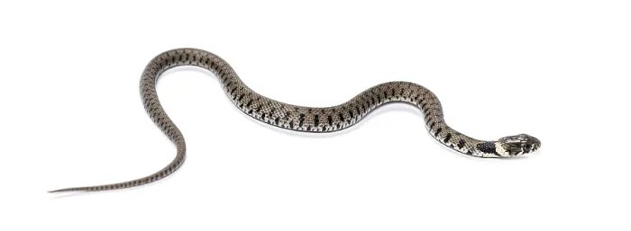 Framed Print : Grass snake, Natrix natrix, Isolated on white