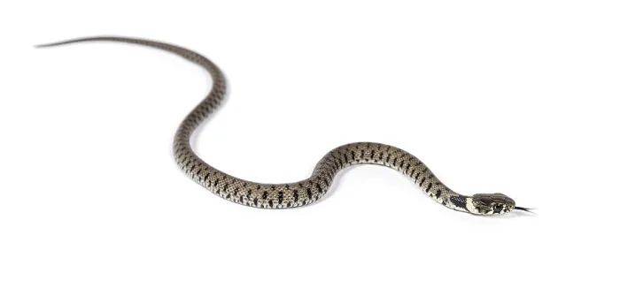Framed Print : Grass snake, Natrix natrix, Isolated on white