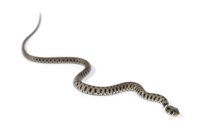 Framed Print : Grass snake, Natrix natrix, Isolated on white Framed Print : Grass snake, Natrix natrix, Isolated on white