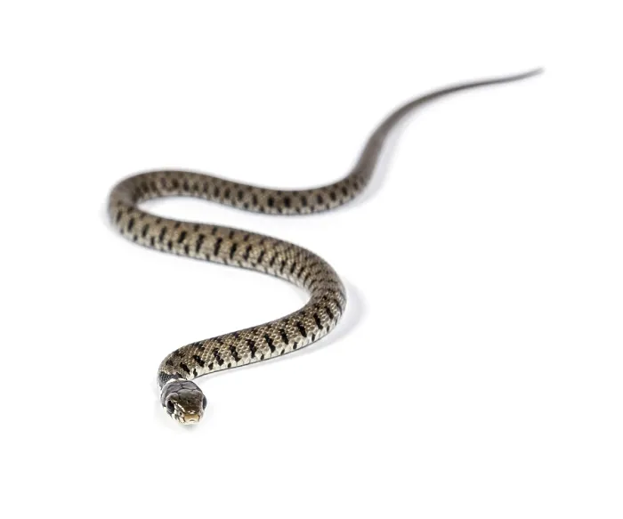 Framed Print : Grass snake, Natrix natrix, Isolated on white Framed Print : Grass snake, Natrix natrix, Isolated on white