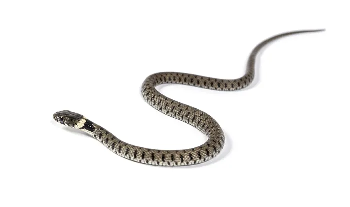 Framed Print : Grass snake, Natrix natrix, Isolated on white Framed Print : Grass snake, Natrix natrix, Isolated on white