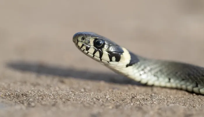 Framed Print : Grass snake (Natrix natrix), portrait