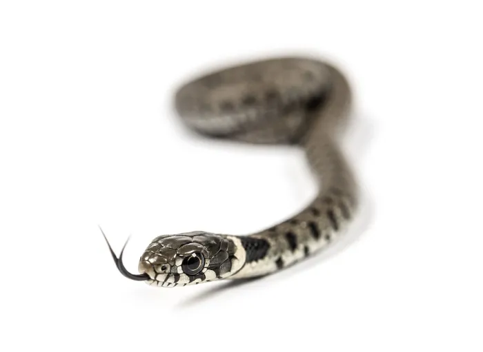 Framed Print : Grass snake, Natrix natrix, sniffing and getting to know with its tongue