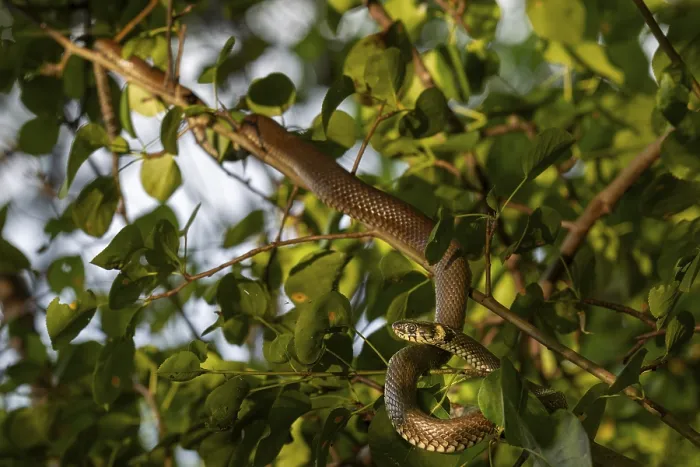 Framed Print : The grass snake (Natrix natrix) has sought out an unusual place to sunbathe