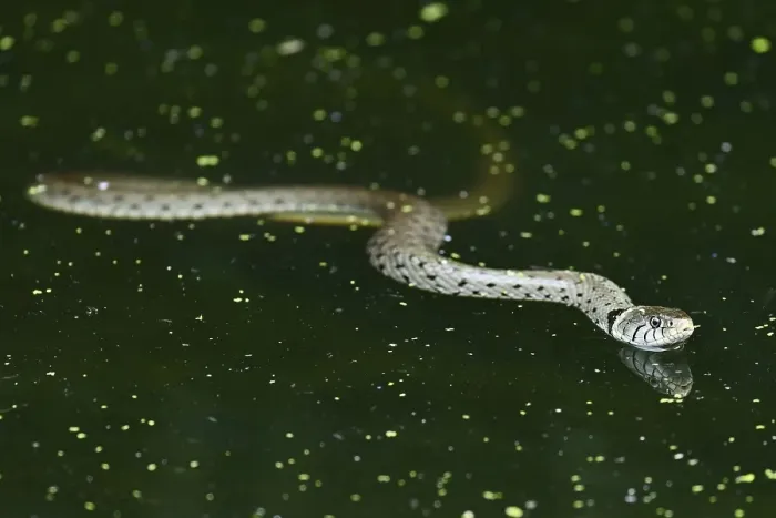 Framed Print : Grass snake (Natrix natrix), swimming