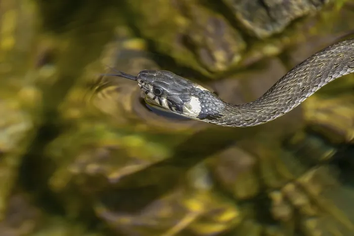 Framed Print : Grass snake (Natrix natrix) swimming in a body of water