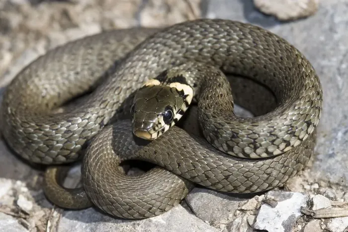 Framed Print : Grass Snake, Ringed Snake or Water Snake (Natrix natrix)