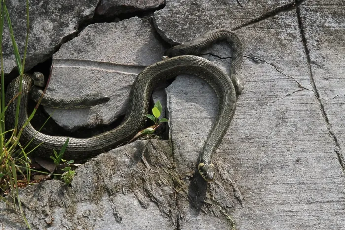 Framed Print : Grass snakes (Natrix natrix), four males courting a large female Framed Print : Grass snakes (Natrix natrix), four males courting a large female