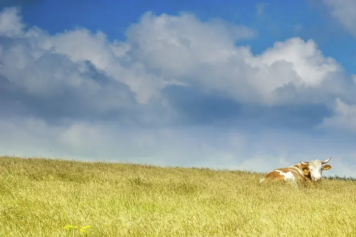 Framed Print : Grassfield with the cow resting Framed Print : Grassfield with the cow resting