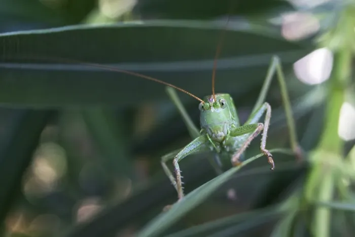 Framed Print : Grasshopper, Great green bush cricket (Tettigonia viridissima) sits on a Oleander leaf (Nerium oleander) Framed Print : Grasshopper, Great green bush cricket (Tettigonia viridissima) sits on a Oleander leaf (Nerium oleander)