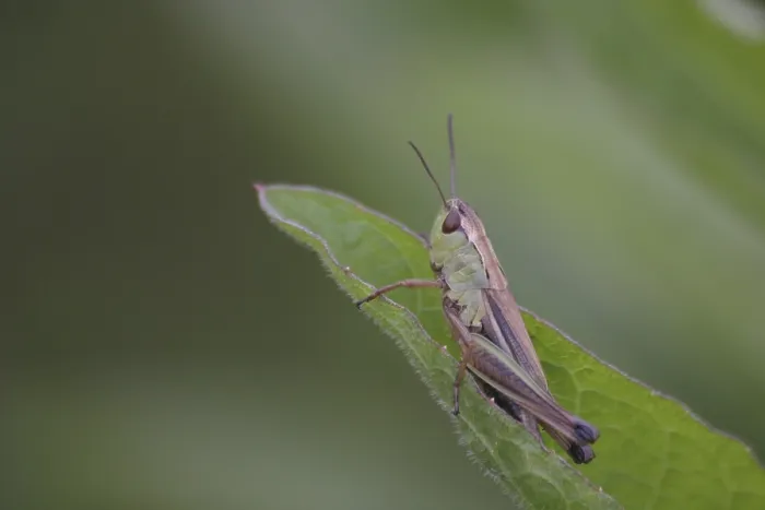 Framed Print : Grasshopper on a leaf