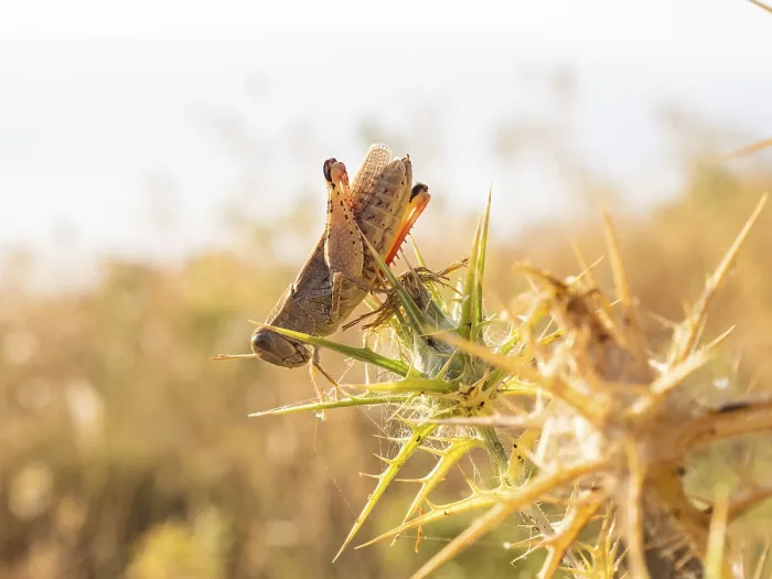 Framed Print : Grasshopper, Lopar, Rab Island, Croatia