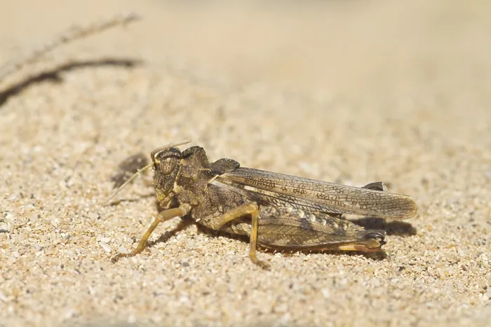 Framed Print : Grasshopper (Orthoptera) resting on a gravel beach Framed Print : Grasshopper (Orthoptera) resting on a gravel beach