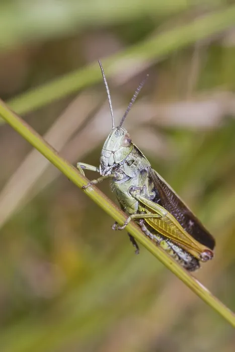 Framed Print : Grasshopper perched on a grass stem closeup