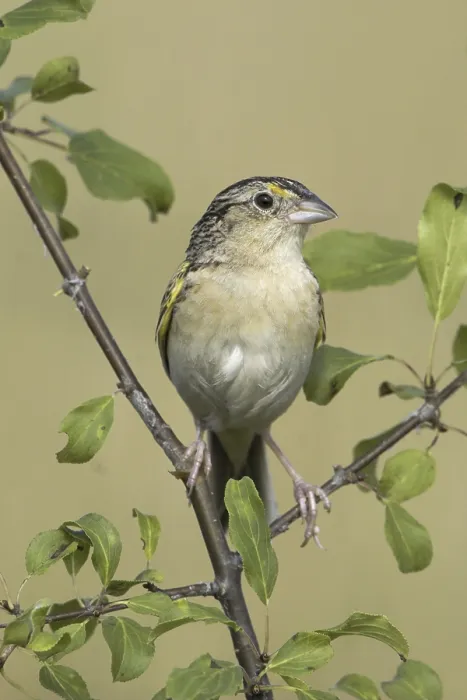 Framed Print : Grasshopper Sparrow (Ammodramus savannarum)