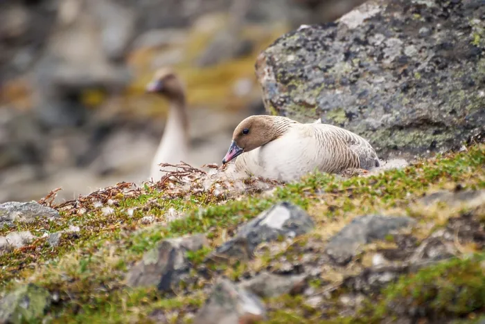 Framed Print : Grater white fronted goose nesting in arctic tundra Framed Print : Grater white fronted goose nesting in arctic tundra