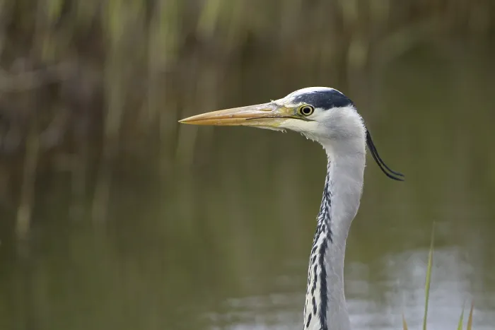 Framed Print : Graureiher (Ardea cinerea), Grey Heron Framed Print : Graureiher (Ardea cinerea), Grey Heron