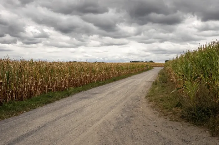 Framed Print : Gravel road crosses corn fields ready for harvest under dramatic cloudy sky