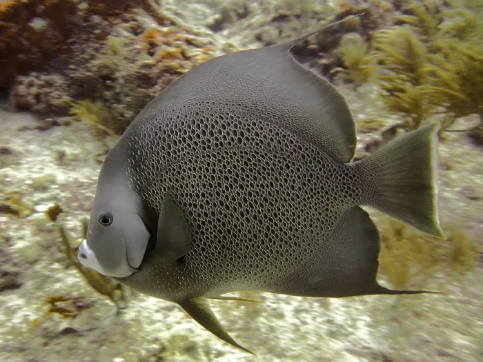 Framed Print : Gray angelfish (Pomacanthus arcuatus) Framed Print : Gray angelfish (Pomacanthus arcuatus)