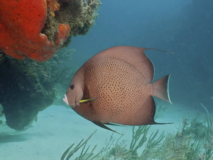 Framed Print : Gray angelfish (Pomacanthus arcuatus)