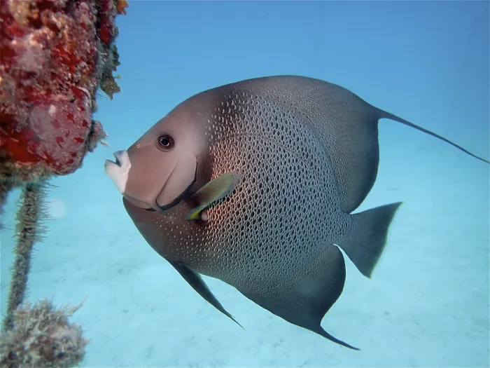 Framed Print : Gray angelfish (Pomacanthus arcuatus)