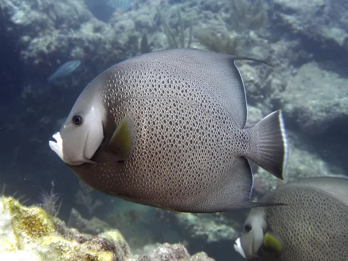 Framed Print : Gray angelfish (Pomacanthus arcuatus) swimming along the coral reef in the clear water