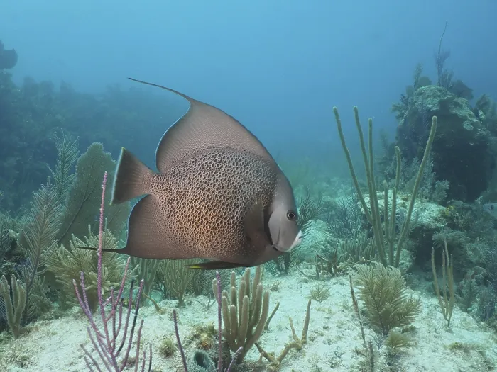Framed Print : Gray angelfish (Pomacanthus arcuatus) in a typical Caribbean reef