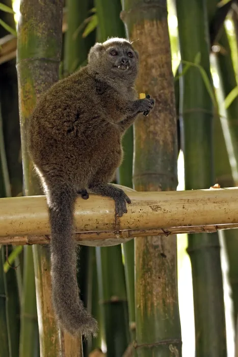Framed Print : Gray Bamboo Lemur, Grey Gentle Framed Print : Gray Bamboo Lemur, Grey Gentle