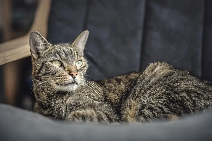 Framed Print : Gray brown tabby cat resting on armchair