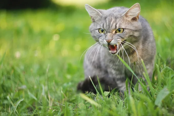 Framed Print : Gray cat in grass with an aggressive expression