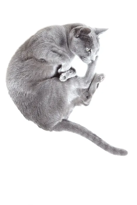 Framed Print : Gray cat laying on a white background Framed Print : Gray cat laying on a white background