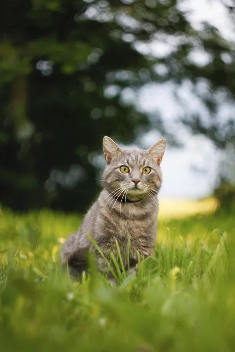 Framed Print : Gray cat in a tranquil setting of grass and greenery Framed Print : Gray cat in a tranquil setting of grass and greenery