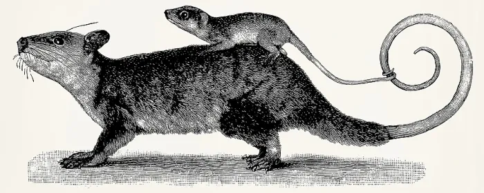 Framed Print : The gray four-eyed opossum (Philander opossum)