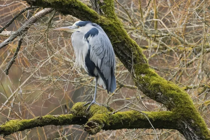 Framed Print : A gray heron (Ardea cinerea) sits on a mossy branch against a tangled background