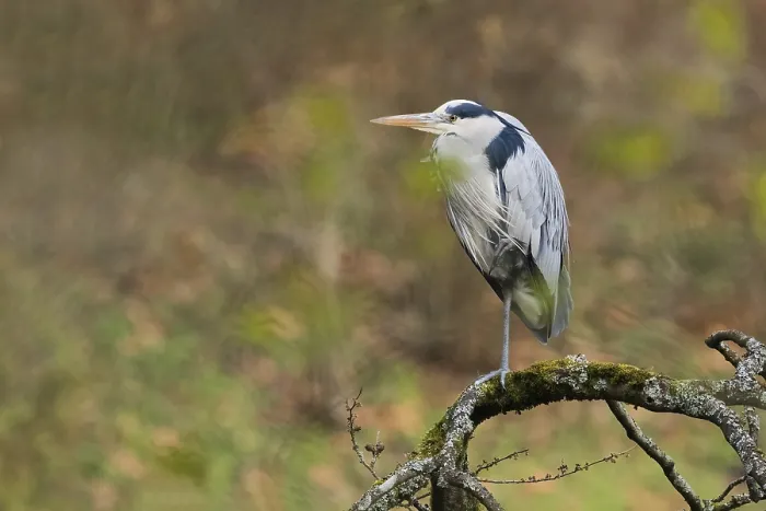 Framed Print : A gray heron (Ardea cinerea) stands on a bare branch covered with moss and lichens in natural surroundings
